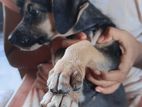 Beagle Cross Puppies