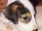 Beagle Cross Puppy