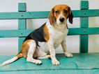 Beagle Dog for Crossing