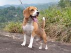 Beagle Dog for Crossing