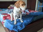 Beagle Dog for Crossing/stud