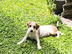 Beagle Dog