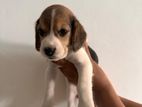 Beagle Dog