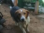 Beagle Dog