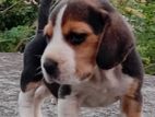 Beagle Dog