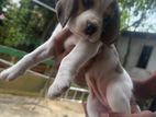 Beagle Puppy