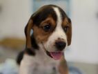 Beagle Dogs