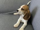 Beagle Puppy