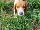 Beagle female dog