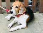 Beagle Female Dog