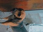 Beagle female dog
