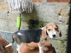 Beagle Female Dog