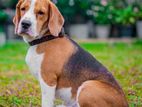 Beagle Dog for Crossing