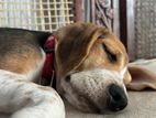 Beagle Puppy