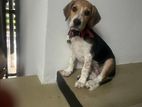 Beagle Puppies