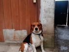 Beagle Dog