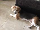 Beagle Crossing