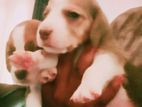 Beagle Puppies