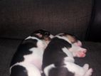 Beagle Puppies