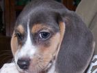 Beagle Puppies