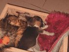 Beagle Puppies
