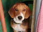 Beagle Dog