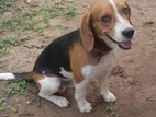 Beagle Male Dog for Crossing