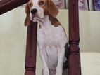 Beagle Male Dog for Crossing