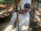 Beagle Male Dog for Crossing
