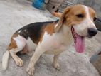 Beagle Male Dog for Crossing