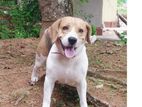 Beagle Male Dog for Crossing