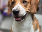Beagle Male Dog for Crossing (stud Service)