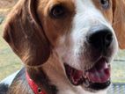Beagle Male Dog