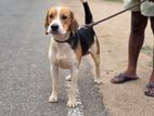 Beagle Male Dog