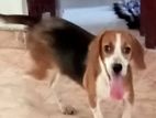 Beagle male dog