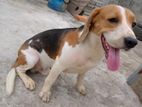 Beagle Male Dog