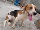 Beagle Male Dog