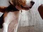 Beagle Male Dog