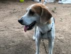 Beagle Male Dog