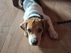 Beagle Male Puppy