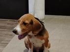Beagle Male Puppy