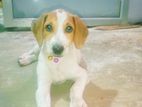 Beagle Mix Puppy