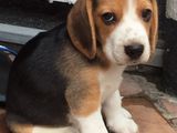 Beagle Puppies
