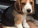 Beagle Puppies