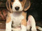 Beagle Puppies (CKC Registered)