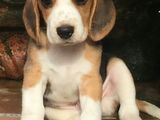 Beagle Puppies