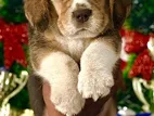 Beagle Puppies