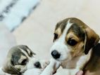 Beagle Puppies