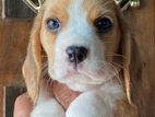 Beagle Puppies