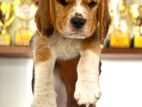 Beagle Puppies
